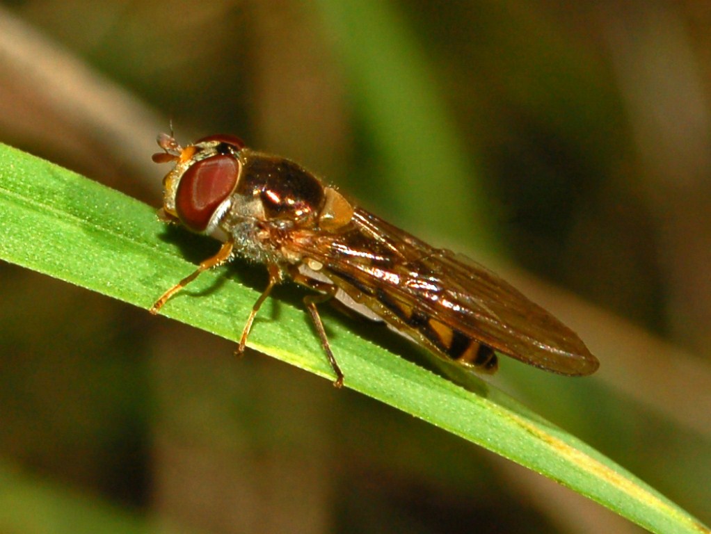 Syrphidae di fine Ottobre da determinare